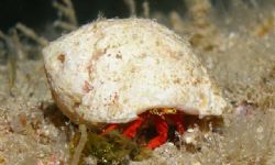 Neil van Niekerk
Hermit crab. 
Chub Hole, Grand Cayman by Neil Van Niekerk 